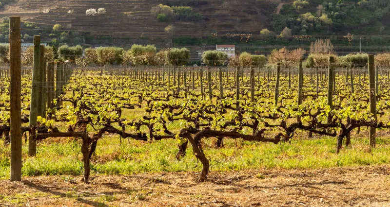Verde y vivo: La Rioja en primavera, entre viñedos en flor y cocina de temporada