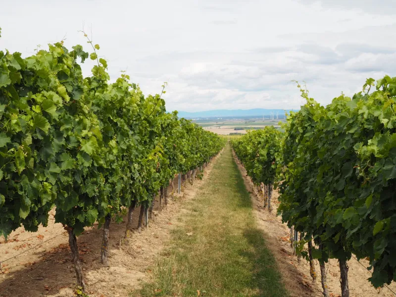 Los rebeldes de la viña: microproductores riojanos que hacen el vino a su manera
