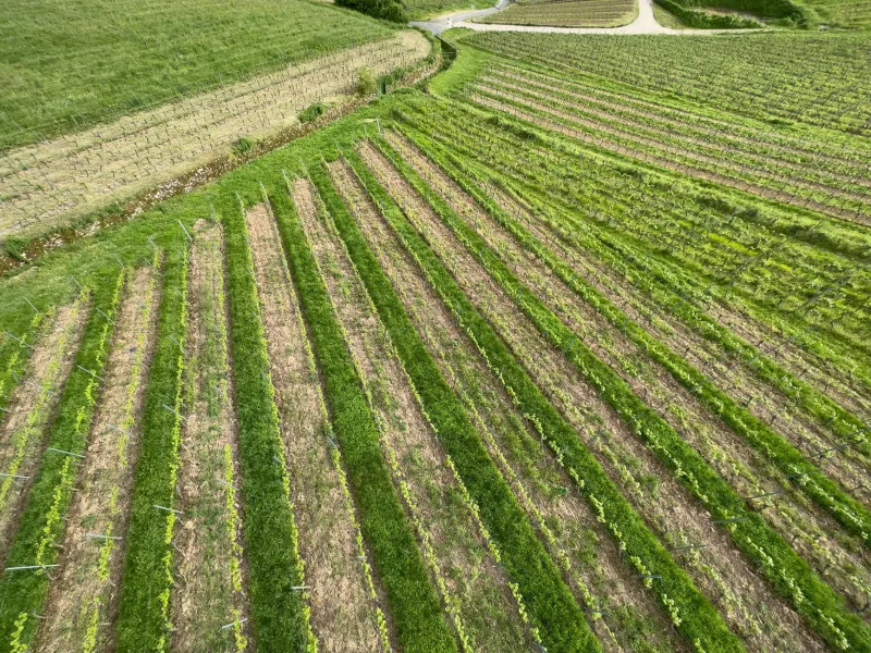 Tierra, clima y altura: por qué cada rincón de La Rioja sabe diferente en tu copa