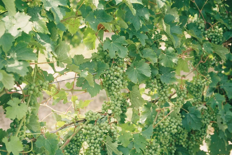 Sin trampa ni cartón: el auge del vino natural en La Rioja que está enamorando a una nueva generación de bebedores